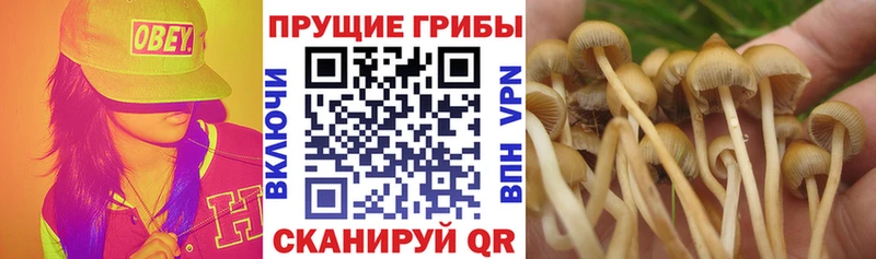 Псилоцибиновые грибы мицелий Валуйки